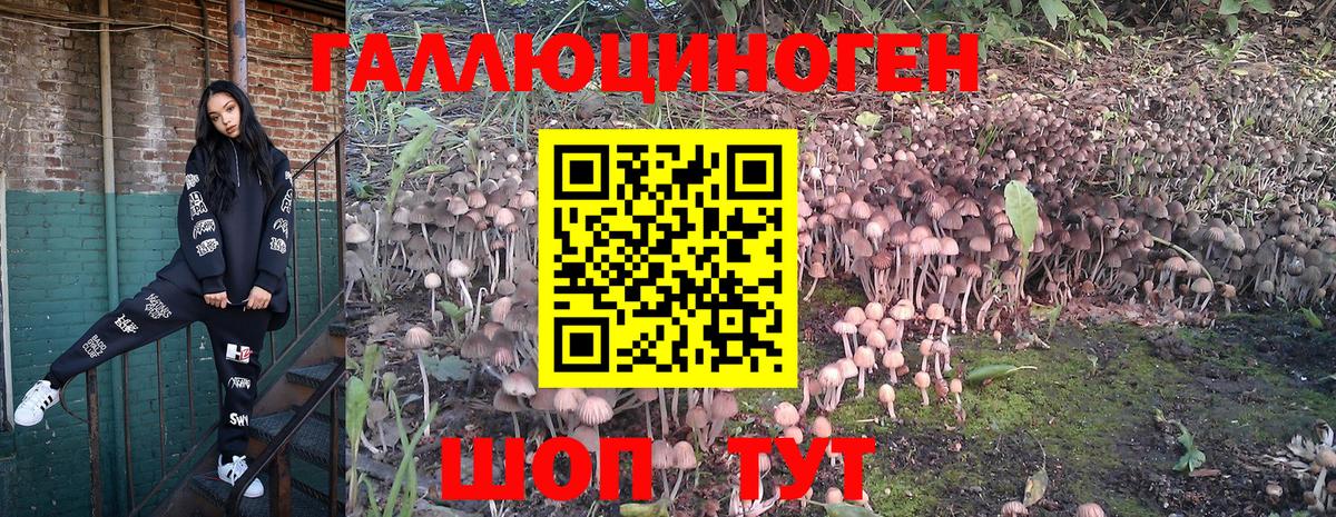 Псилоцибиновые грибы Psilocybe Мегион